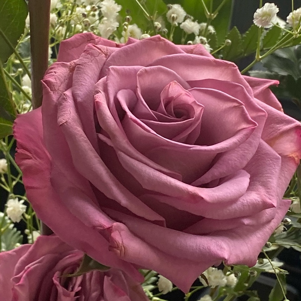 Meet your Posher, Cody